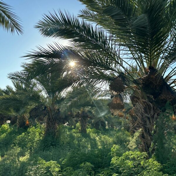 43863350 5a87 4ab0 934b 6142962e74d3 600x600
